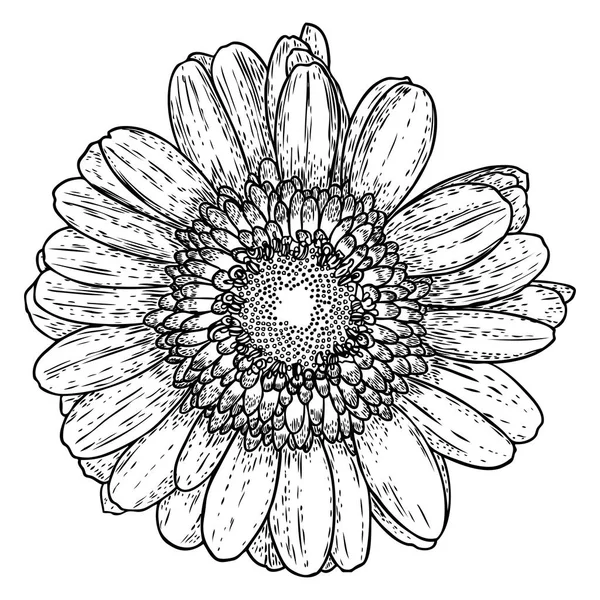 Margarita Estilo Línea Arte Aislada Daisy Elemento Flor Botánica Dibujada — Vector de stock