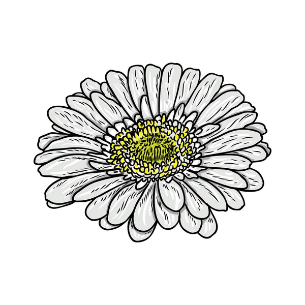 Daisy Blommor Botanik Skiss Daisy Blomman Ritning Color Line Art — Stock vektor