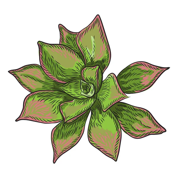 Hand Drawn Wild Tropical House Succulent Plant Scandinavian Mood Element — Stock Vector