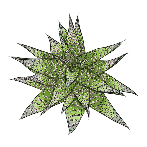 Яскраво Намальована Тропічна Рослина Листя Свіже Екзотичне Листя Гілка Джунглів — стоковий вектор
