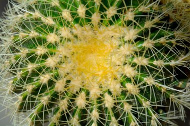 Yeşil kaktüs. Etli yeşil renklerde. Arka plan bitki kapatın. 