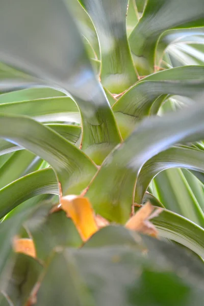 Feuilles Tropicales Ton Vert Pas Filtres — Photo