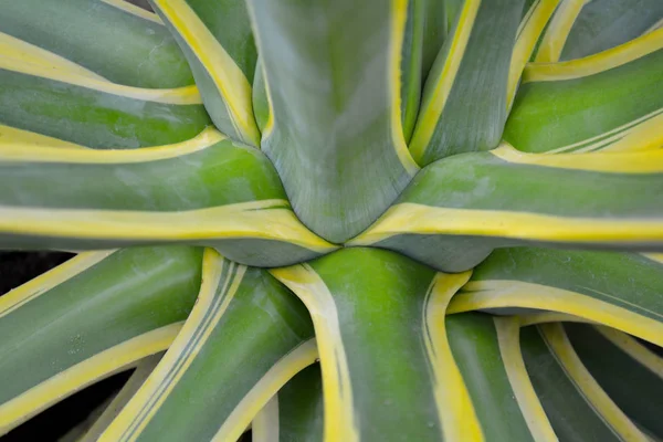 Tropical Leaves Green Toned Filters — Stock Photo, Image