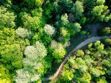 Orman yolu havadan dron görünümü.