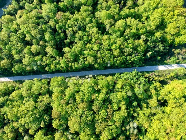 Letecký Pohled Shora Venkovské Silnici Lesem Zelená Jedle Javor Léto — Stock fotografie