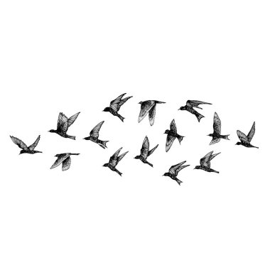 Siyah elle çizilmiş vuruş kuşlar, flock kümesi. Çizim kroki. Beyaz arka plan üzerinde. İlham verici vücut flash dövme mürekkebi. Vektör.