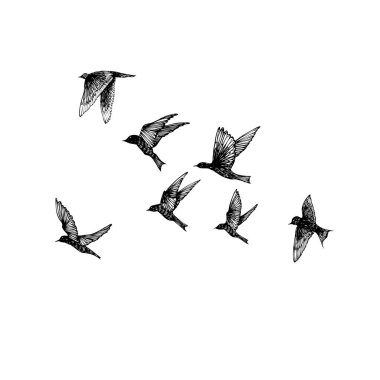 Siyah elle çizilmiş vuruş kuşlar, flock kümesi. Çizim kroki. Beyaz arka plan üzerinde. İlham verici vücut flash dövme mürekkebi. Vektör.