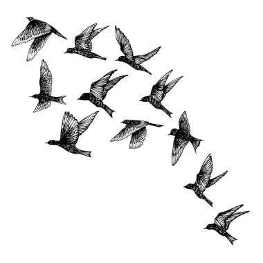 Siyah elle çizilmiş vuruş kuşlar, flock kümesi. Çizim kroki. Beyaz arka plan üzerinde. İlham verici vücut flash dövme mürekkebi. Vektör.