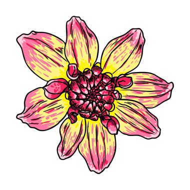 Dahlia çiçeği, papatya, krizantem ve zinnia akraba türler içerir. Mürekkep çiçek sanat. Çiçek başı düğün dekorasyon, Sevgililer günü, anneler günü, satış ve diğer olaylar için. Vektör.