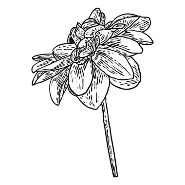 Dahlia çiçeği, papatya, krizantem ve zinnia akraba türler içerir. Mürekkep çiçek sanat. Çiçek başı düğün dekorasyon, Sevgililer günü, anneler günü, satış ve diğer olaylar için. Vektör.