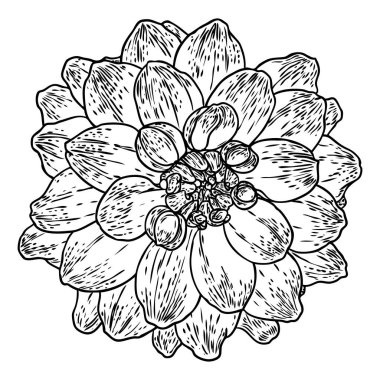 Dahlia. Botanik illüstrasyon. Siyah ve beyaz tasarım öğeleri. Çiçek başı düğün dekorasyon, Sevgililer günü, anneler günü, satış ve diğer olaylar için. Vektör.