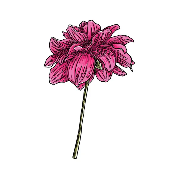 Fleur Dahlia Illustration Vintage Encre Botanique Noire Couleur Éléments Design — Image vectorielle