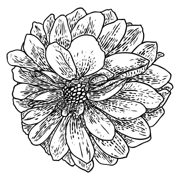 Dahlia Flower Related Species Include Daisy Chrysanthemum Zinnia Ink Floral — Stock Vector