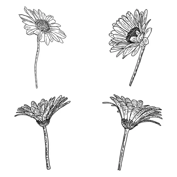 Desenho Coleção Botânica Floral Daisy Desenhos Flores Margarida Arte Linha — Vetor de Stock