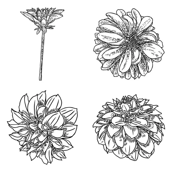 Bloemen Instellen Botanische Dahlia Zinnia Illustratie Zomer Ontwerpelementen Black White — Stockvector