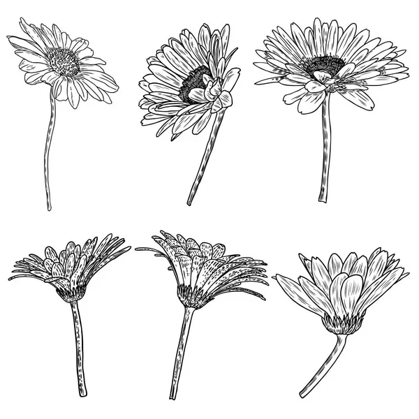 Desenhos Flores Daisy Linha Flores Arte Mão Desenhada Isolado Fundos — Vetor de Stock