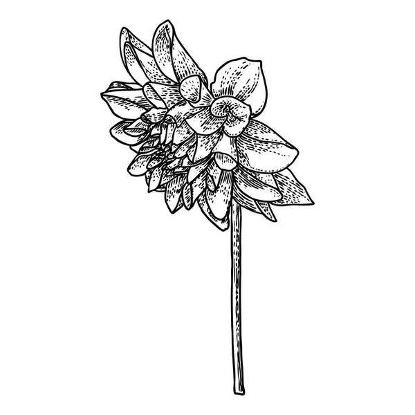 Dahlien Oder Zinnia Blumenzeichnung Skizze Schwarzer Linienkunst Auf Weißem Hintergrund — Stockvektor