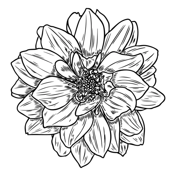 Flor Dalia Las Especies Relacionadas Incluyen Margarita Crisantemo Zinnia Arte — Vector de stock