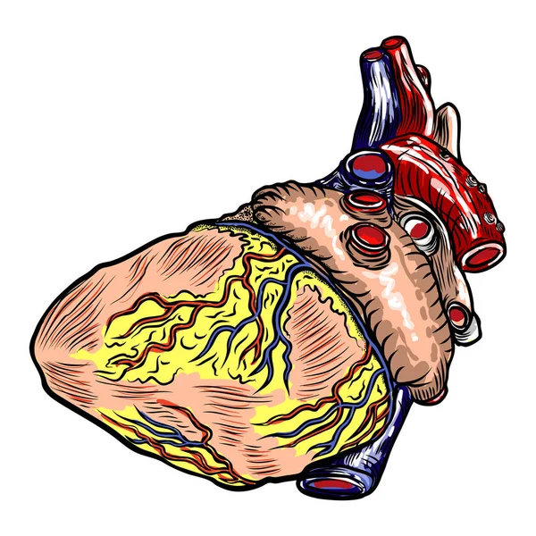 Anatomická Lidské Srdce Skica Izolované Pozadí Ručně Kreslenou Gravírování Styl — Stockový vektor