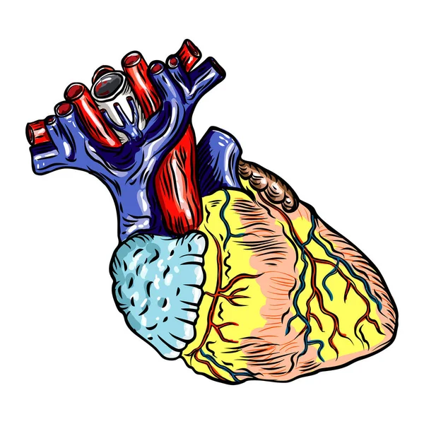 Coração Humano Anatomicamente Desenhado Mão Cartoonish Flash Tatuagem Design Gravura —  Vetores de Stock