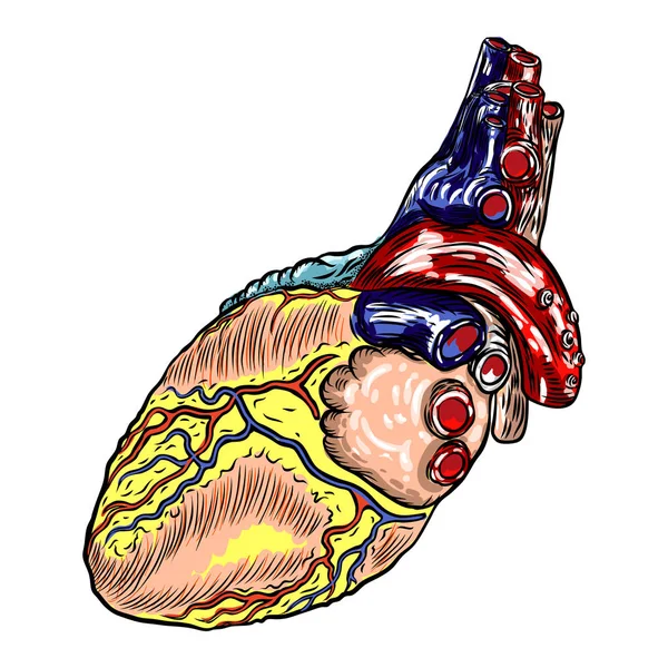 Corazón Humano Anatómicamente Dibujado Cartoonish Diseño Tatuaje Flash Grabado Vector — Vector de stock