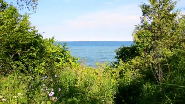 Vista Minimalista Del Lago Ontario Dal Fogliame Verde Cespuglio Una — Video Stock