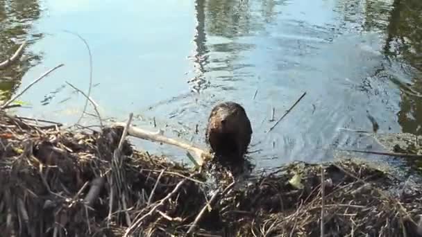 沼の水で食べ物を探して座っているフレンドリーなカナダのビーバー — ストック動画