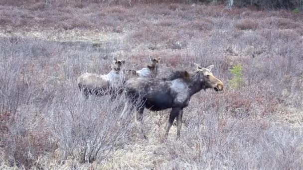Female Moose near Algonquin Provincial Park in Ontario, Canada. Mère orignal avec deux jeunes bébés dans la nature sauvage .