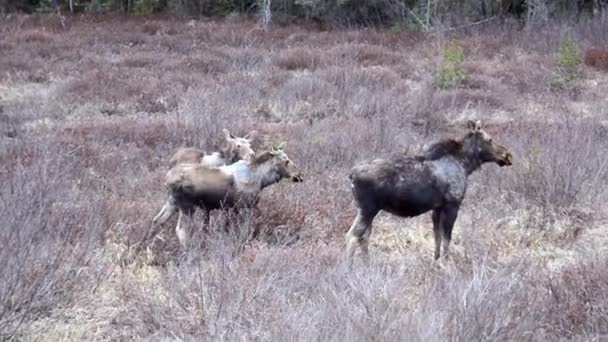 Kvinnliga Älg Nära Algonquin Provincial Park Ontario Kanada Mor Älg — Stockvideo