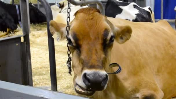 年轻的牛嚼着 直视着镜头 棕色干净的牛与黑鼻子吃或嚼 — 图库视频影像