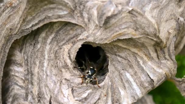 巣の中と内側のスズメバチ 野生カナダ危険なスズメバチは巣から飛んでいます トロント カナダの公共の公園で発見します — ストック動画