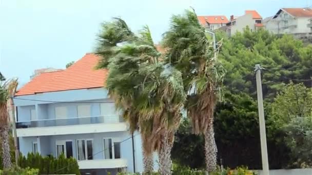Vientos Tormentosos Extremos Llegaron Croacia Las Hojas Palmeras Dobladas Viento — Vídeos de Stock
