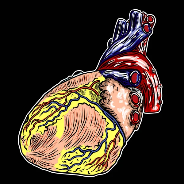 Cuore Umano Disegnato Anatomicamente Mano Incisione Disegno Del Tatuaggio Flash — Vettoriale Stock