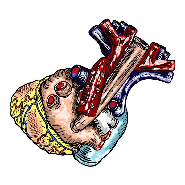 Anatomická Lidské Srdce Skica Izolované Pozadí Ručně Kreslenou Gravírování Styl — Stockový vektor