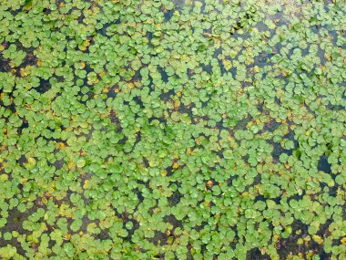 Lotus yaprak ve çiçek Gölü, hava üstten görünüm, yeşil nilüferler ve tropikal sularda, kuş gözü görünümü fotoğraf nilüferler.
