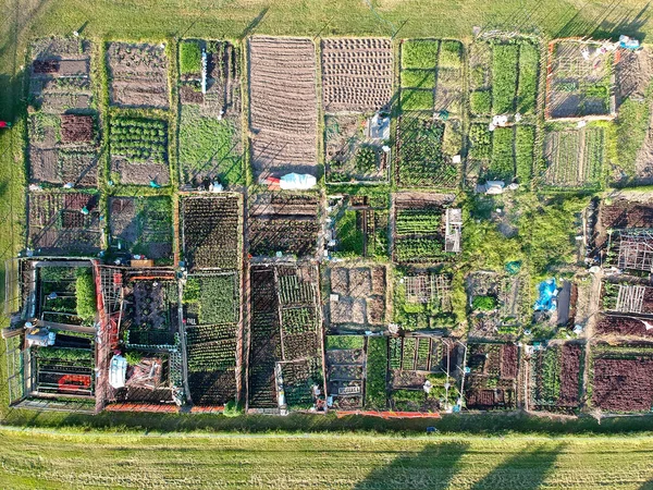 Nachbarschaft Stadtgarten Mit Den Händen Angebautes Grünes Gemüse Landwirtschaft Der — Stockfoto