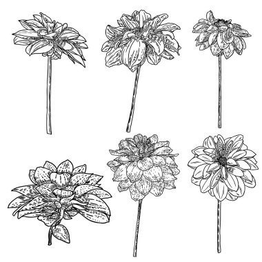 Çiçekler ayarlayın. Botanik Dahlias ve zinnia illüstrasyon yaz tasarım öğeleri. Siyah ve beyaz koleksiyonu elle çizilmiş çiçek ve otlar beyaz arka plan üzerinde izole et. Vektör.