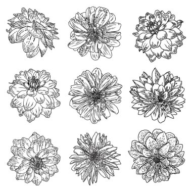 Yıldızçiçekleri ayarlayın. Botanik vintage mürekkep illüstrasyon. Elle çizilmiş çiçekler ve bitkiler koleksiyonu beyaz arka plan üzerinde izole et. Siyah ve beyaz çiçekçi öğeleri. Vektör.