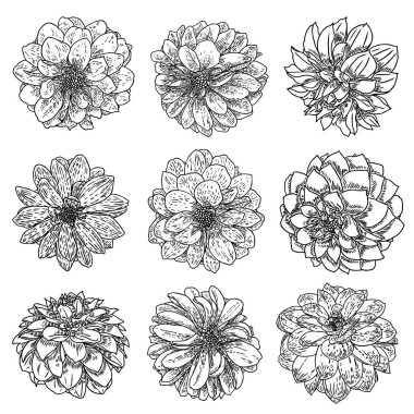 Çiçekler ayarlayın. Botanik Dahlias ve zinnia illüstrasyon yaz tasarım öğeleri. Siyah ve beyaz koleksiyonu elle çizilmiş çiçek ve otlar beyaz arka plan üzerinde izole et. Vektör.
