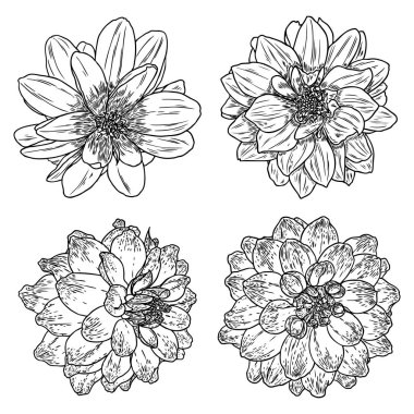 Yıldızçiçekleri ayarlayın. Botanik vintage mürekkep illüstrasyon. Elle çizilmiş çiçekler ve bitkiler koleksiyonu beyaz arka plan üzerinde izole et. Siyah ve beyaz çiçekçi öğeleri. Vektör.