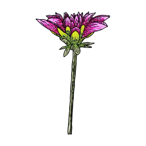 Cabeça Dahlia Ilustração Tinta Vintage Botânica Flor Desenhada Mão Isolado —  Vetores de Stock