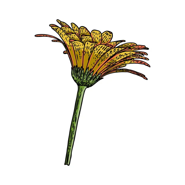 Dibujos Flores Arte Línea Daisy Mano Dibujada Aislada Sobre Fondos — Vector de stock