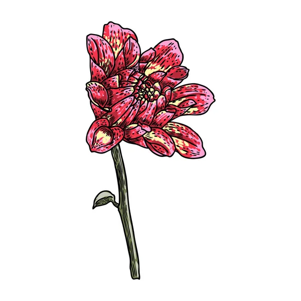 Ντάλια Ζίννια Λουλούδι Σχεδίασης Χρώμα Σκίτσο Της Τέχνης Μαύρη Γραμμή — Διανυσματικό Αρχείο