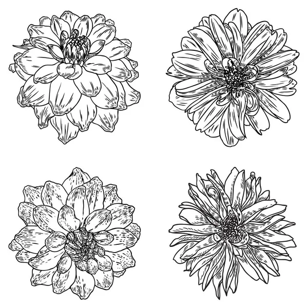 Dahlias Está Pronto Ilustração Tinta Vintage Botânica Coleção Flores Desenhadas —  Vetores de Stock