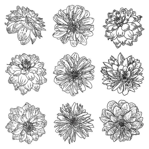 大丽花集 植物复古墨水插图 收集的手绘花卉和草药分离的白色背景 黑白花店元素 — 图库矢量图片