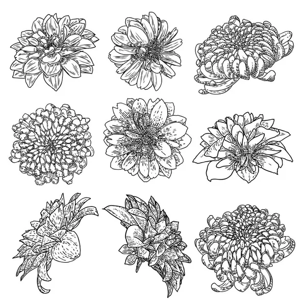 Set Flores Dalias Botánicas Zinnia Ilustración Elementos Diseño Verano Colección — Vector de stock