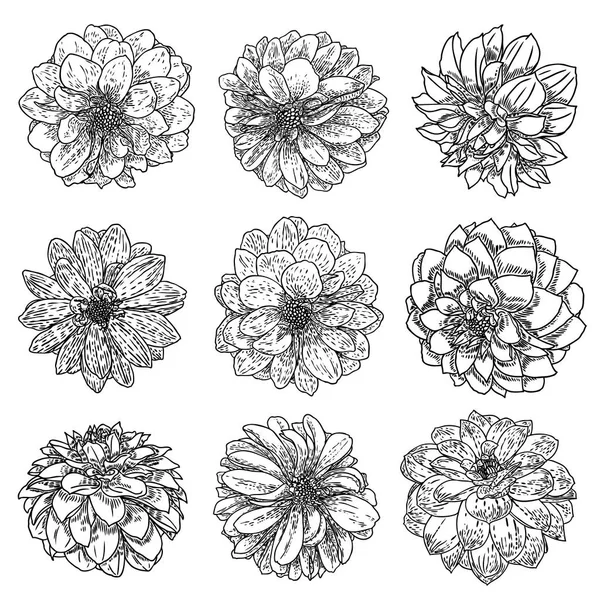 植物大丽花和百日草插图夏季设计元素 黑白收集的手画花卉和草药分离白色背景 — 图库矢量图片