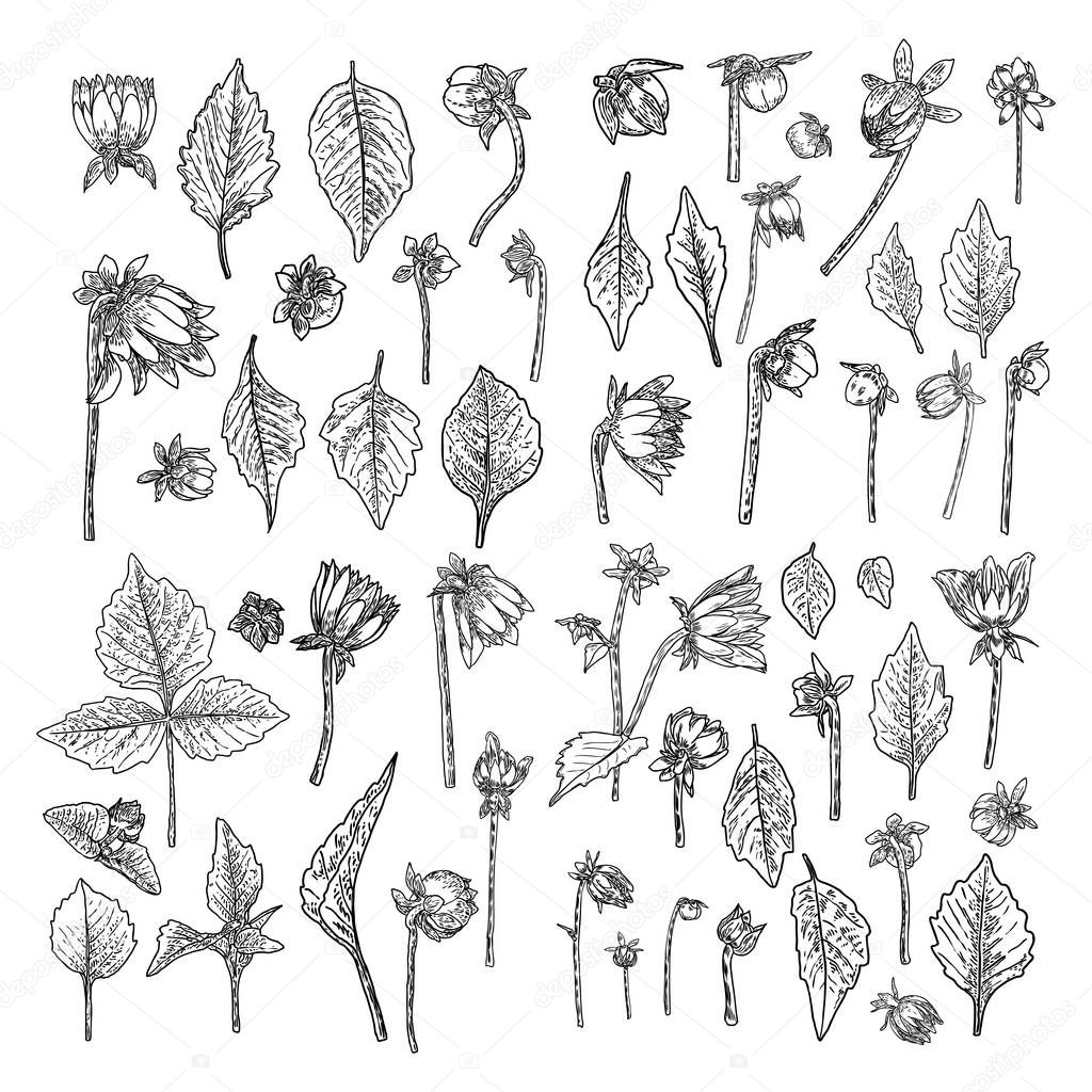 Set of fern, leaves and half open buds of Daisy, Dahlias, Zinnia and Gerbera flower. Hand drawn botanical herbs, domestic and wildflowers floral sketch. Vector.
