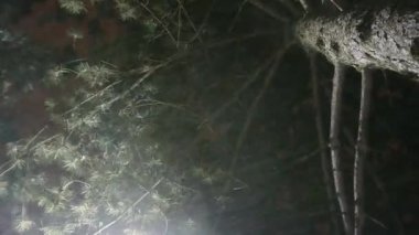 Kış gece sokak ışıkları ya da yağan kar ile lamba. Altından köknar veya kozalaklı ağaç görüntüleyin. Aşırı rüzgar bora. Kar fırtınası. Kar tanesi rasgele yönlere hareket ediyor.