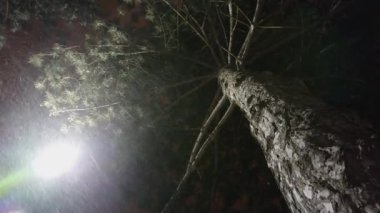 Kış gece sokak ışıkları ya da yağan kar ile lamba. Altından köknar veya kozalaklı ağaç görüntüleyin. Aşırı rüzgar bora. Kar fırtınası. Kar tanesi rasgele yönlere hareket ediyor.